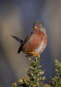MARK ELLIS - Dartford Warbler